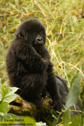MOUNTAIN GORILLAS OF RWANDA